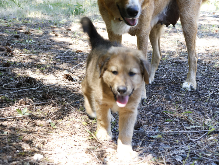 chinook dog